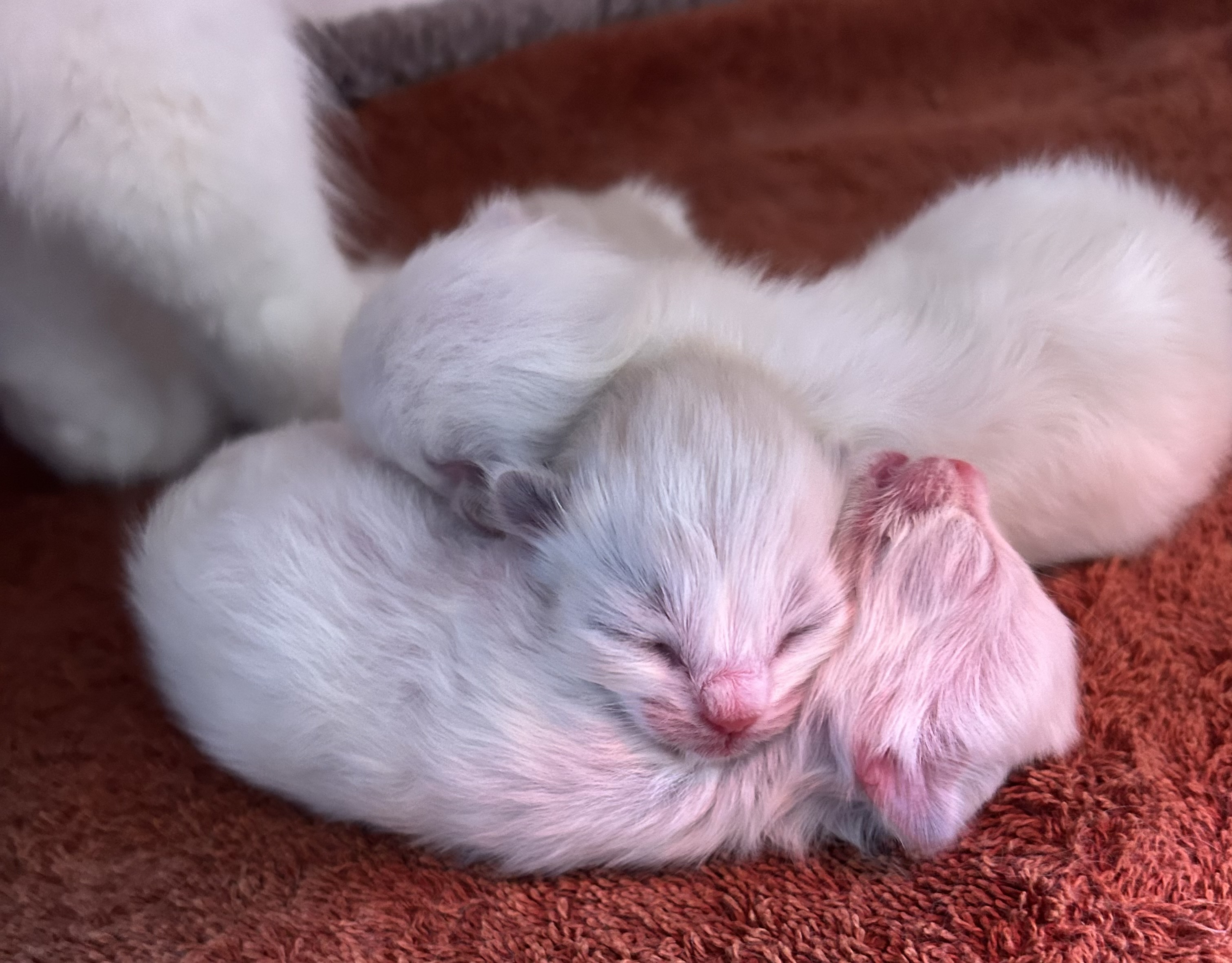 TBD, TBD ragdoll kitten