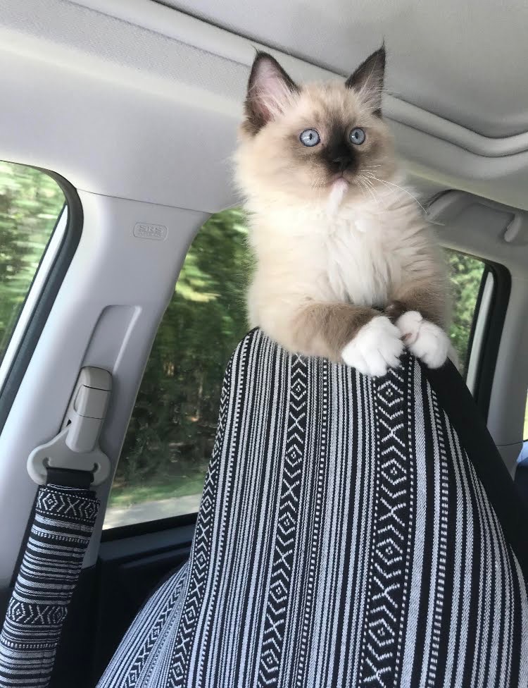 River, our first ragdoll from a Charleston breeder