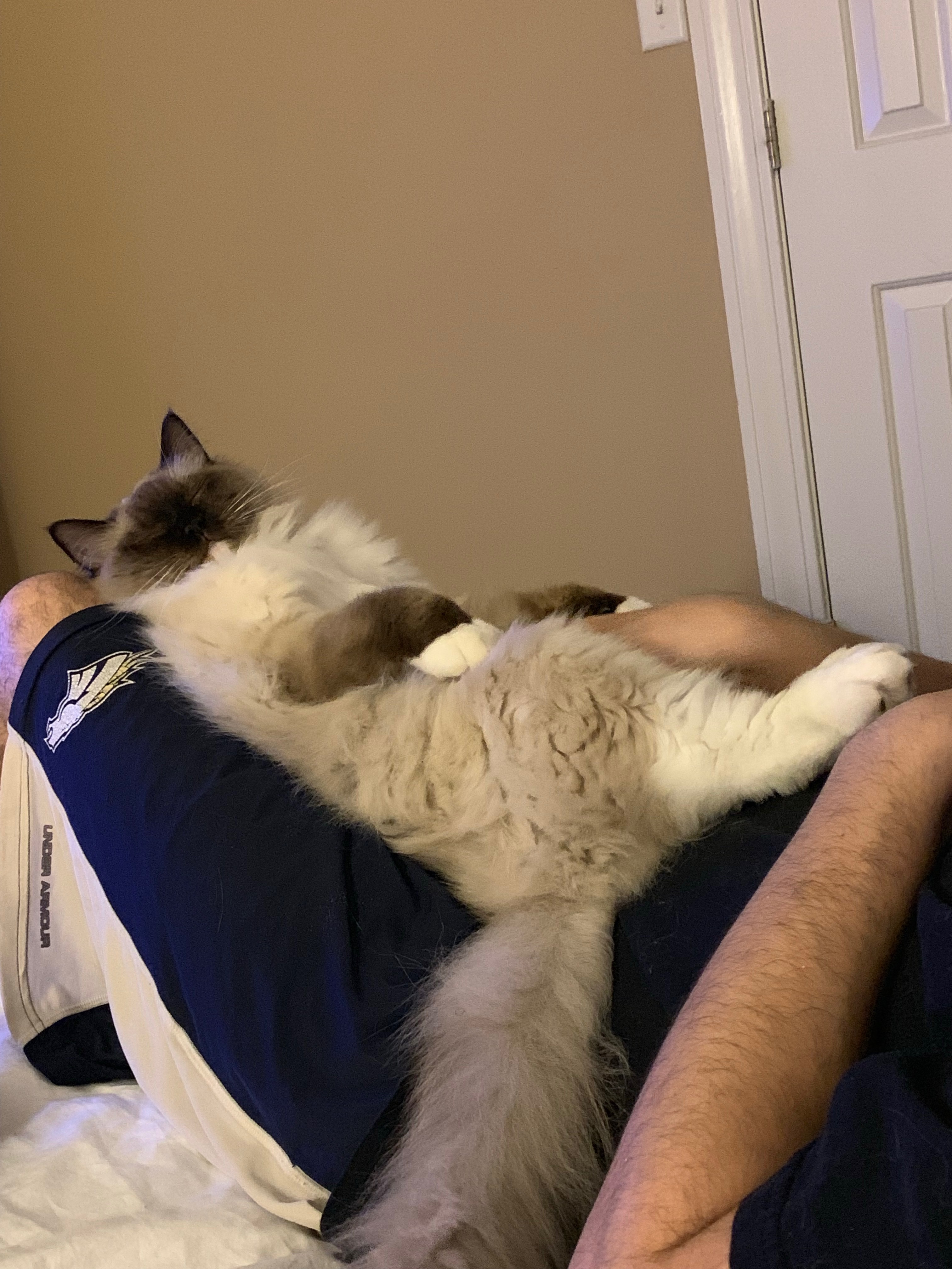 Nobody knows how to chillax like a ragdoll