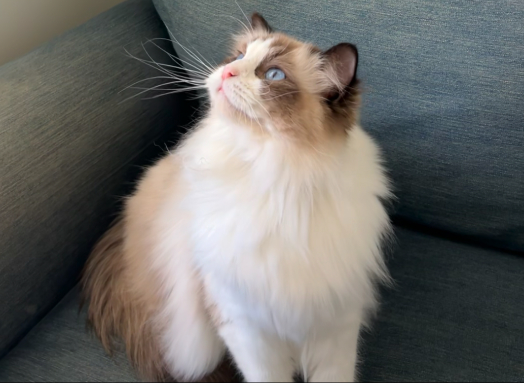 Bambi, Seal Bicolor ragdoll