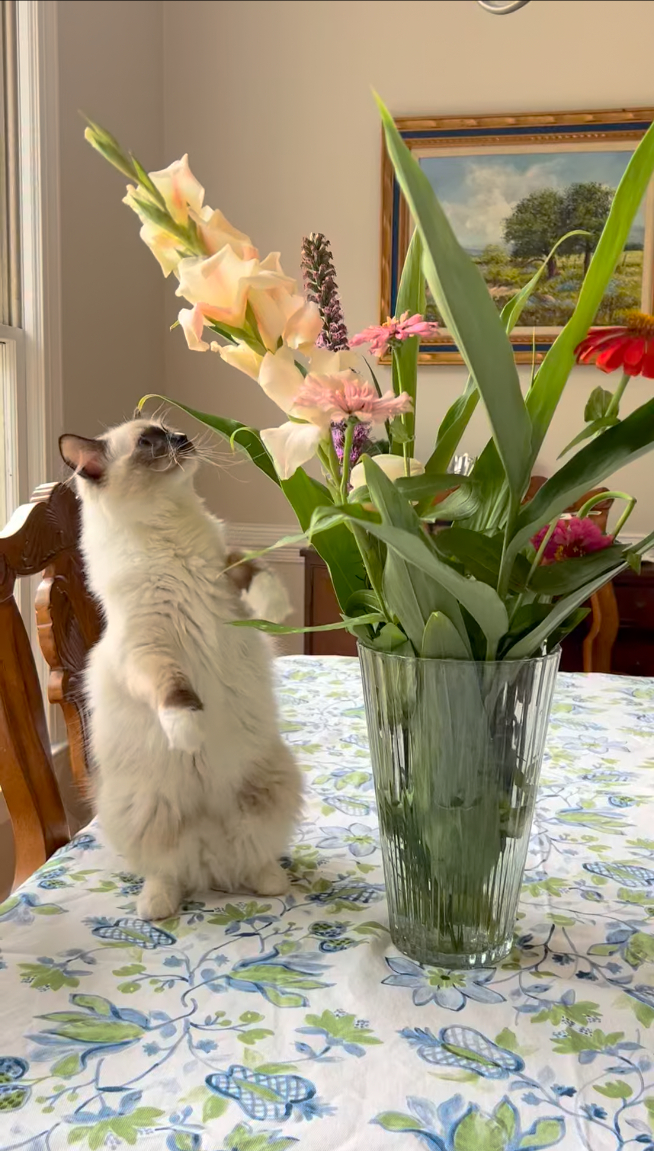 Baby Blaze appreciating the florals