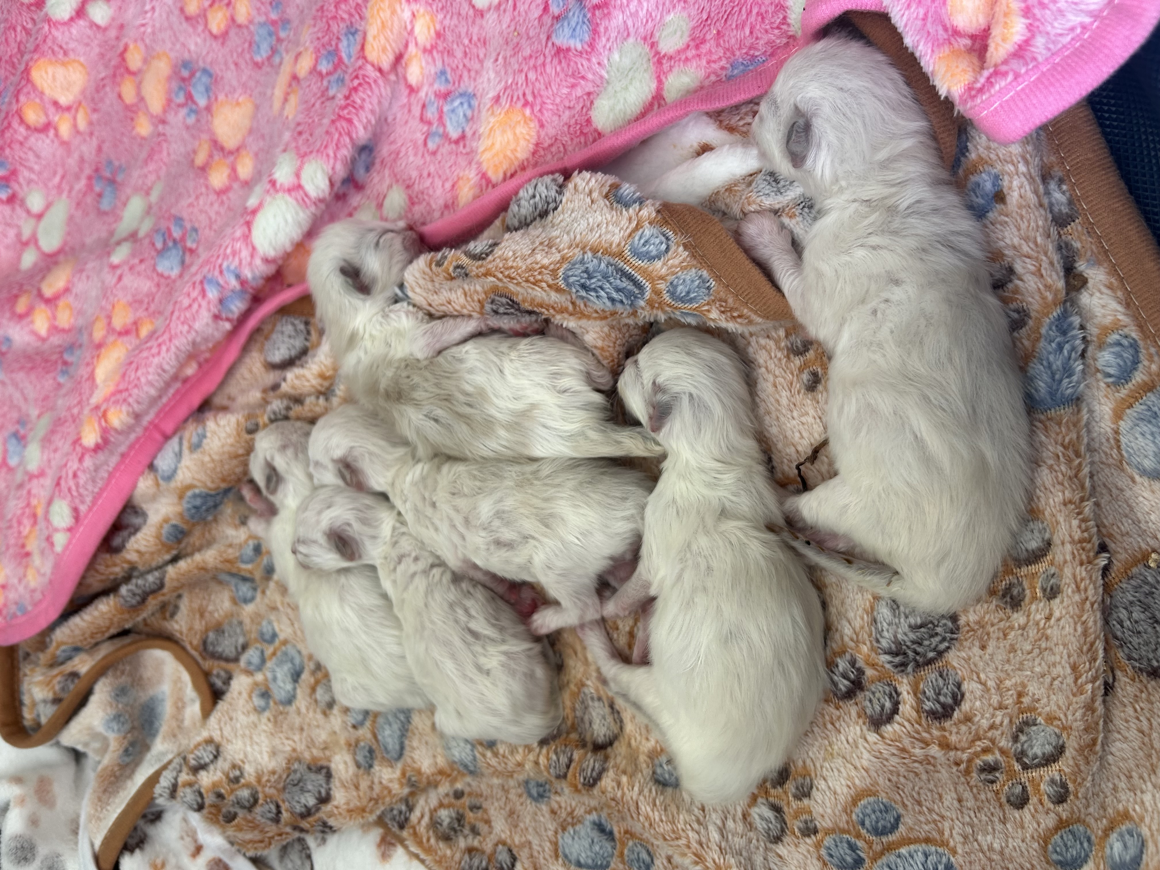 TBD, TBD ragdoll kitten