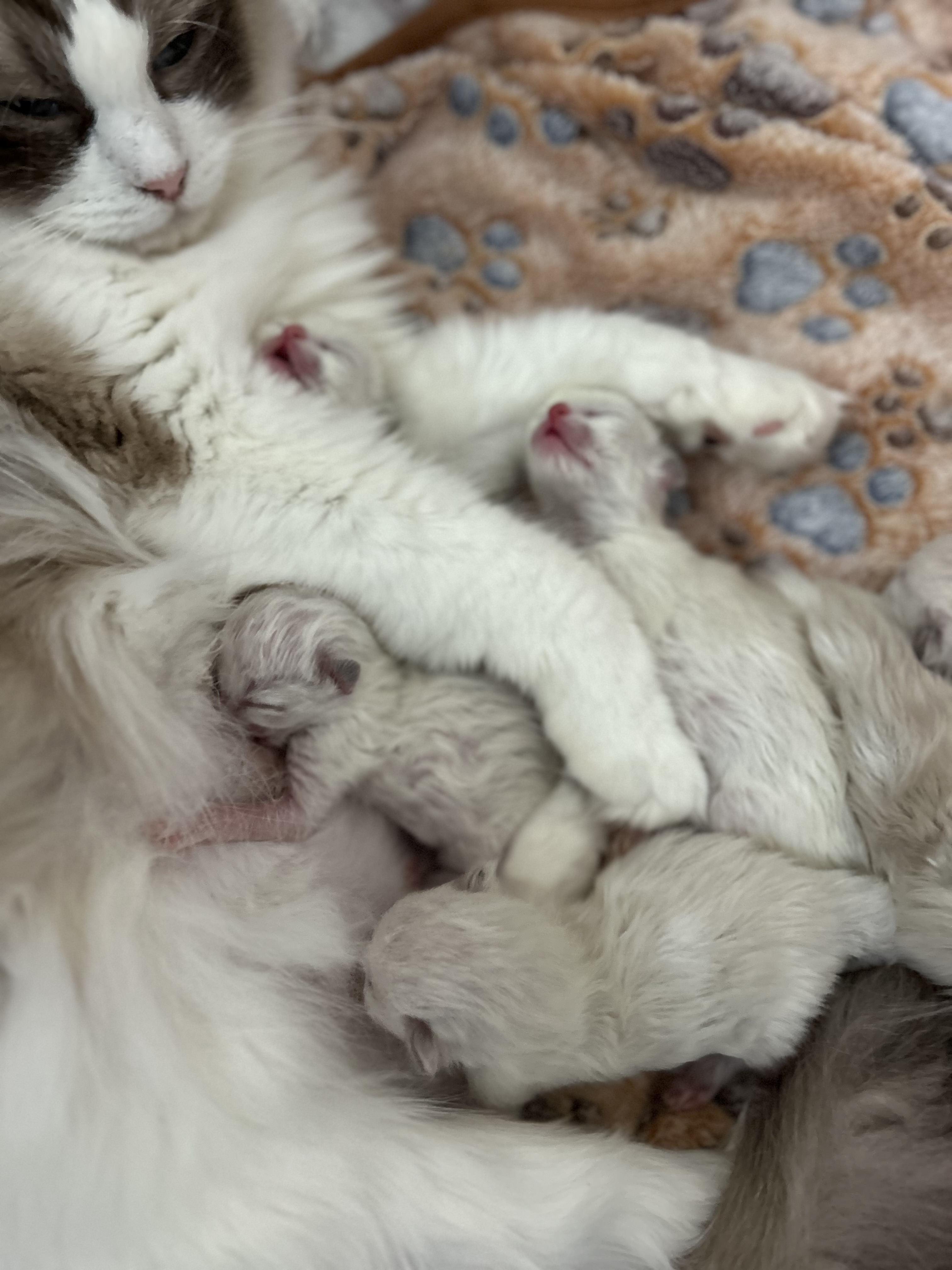 TBD, TBD ragdoll kitten