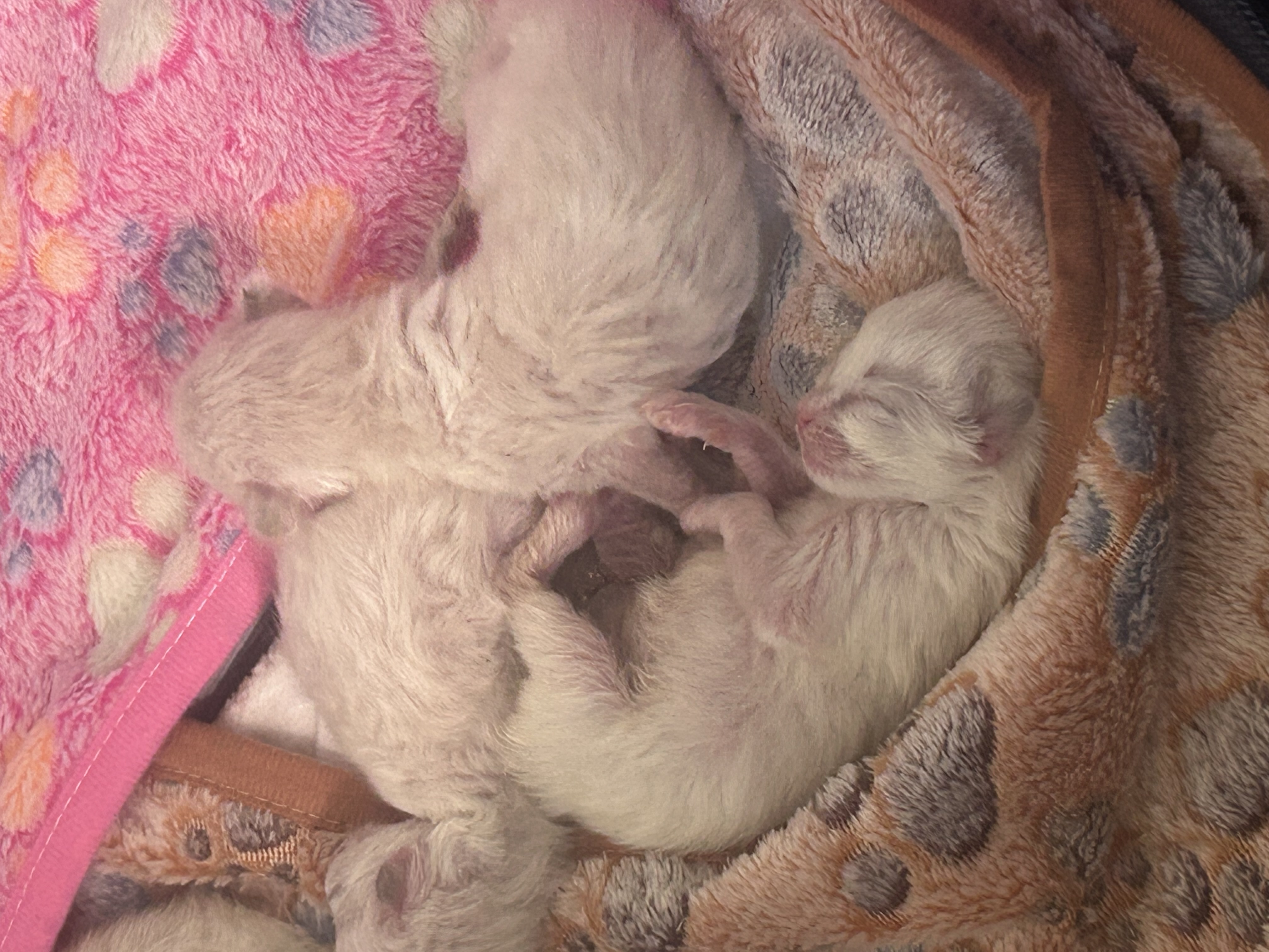TBD, TBD ragdoll kitten
