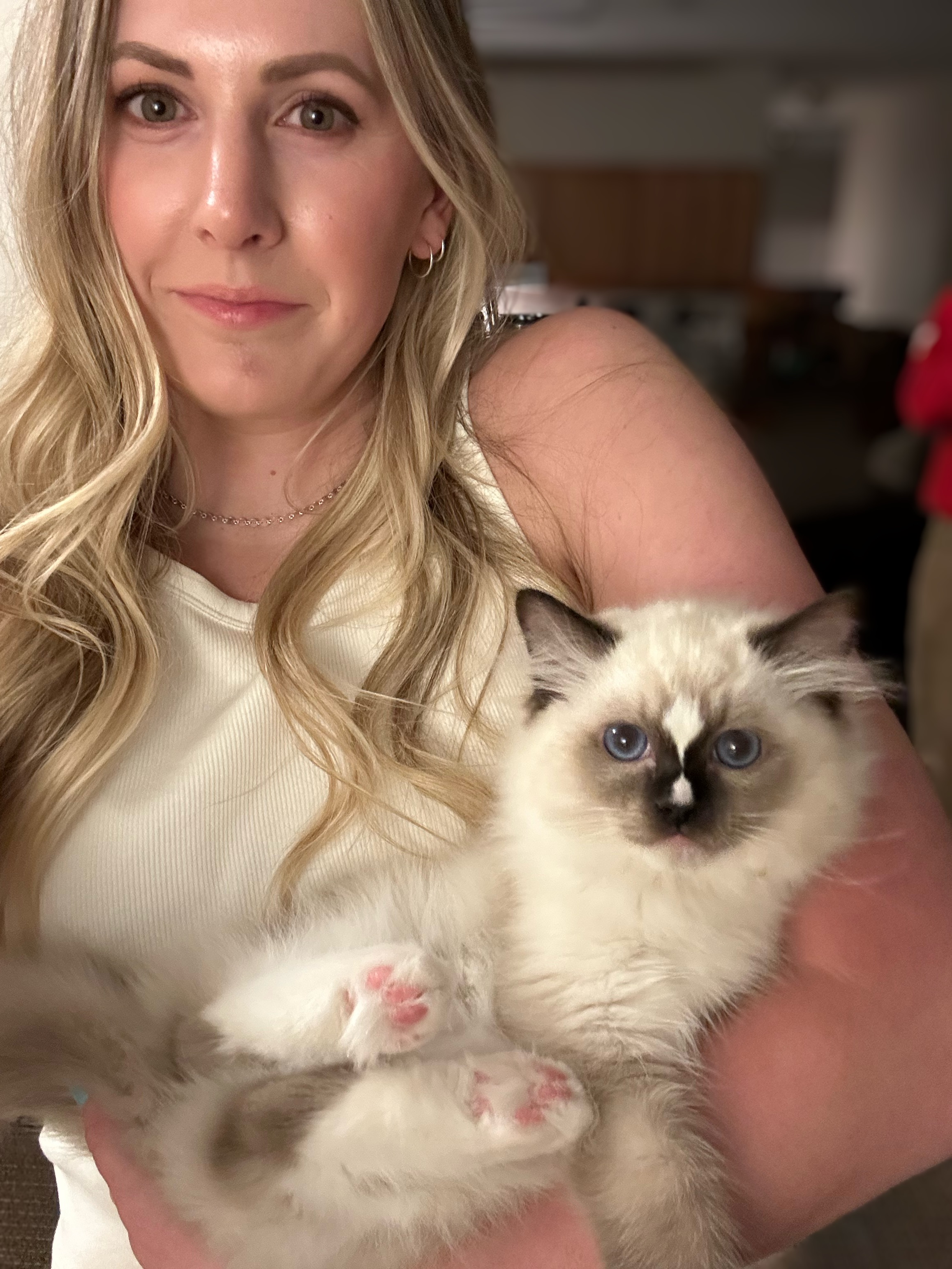 Life at Soap Creek Ragdolls