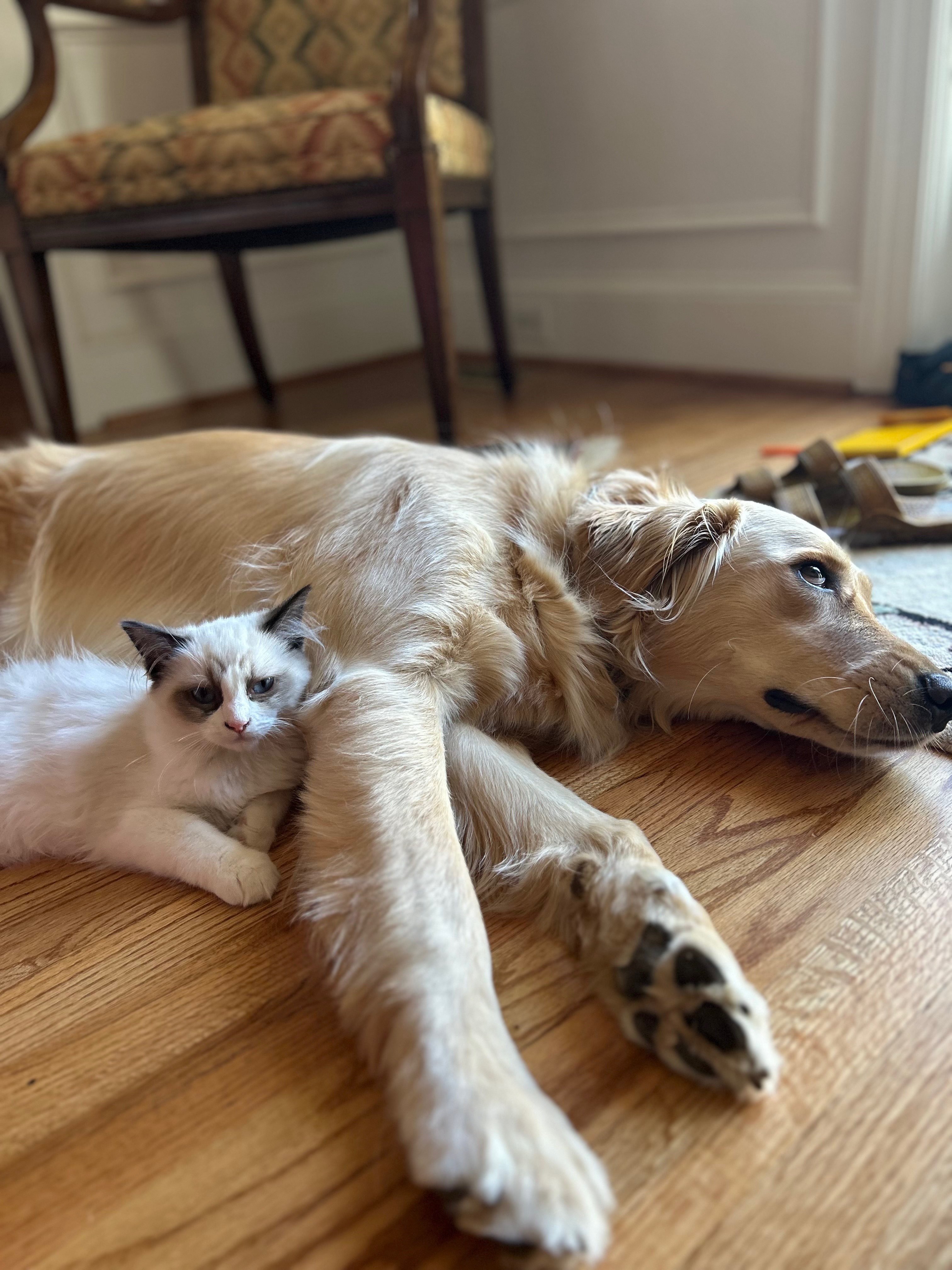 Posie & Bambi