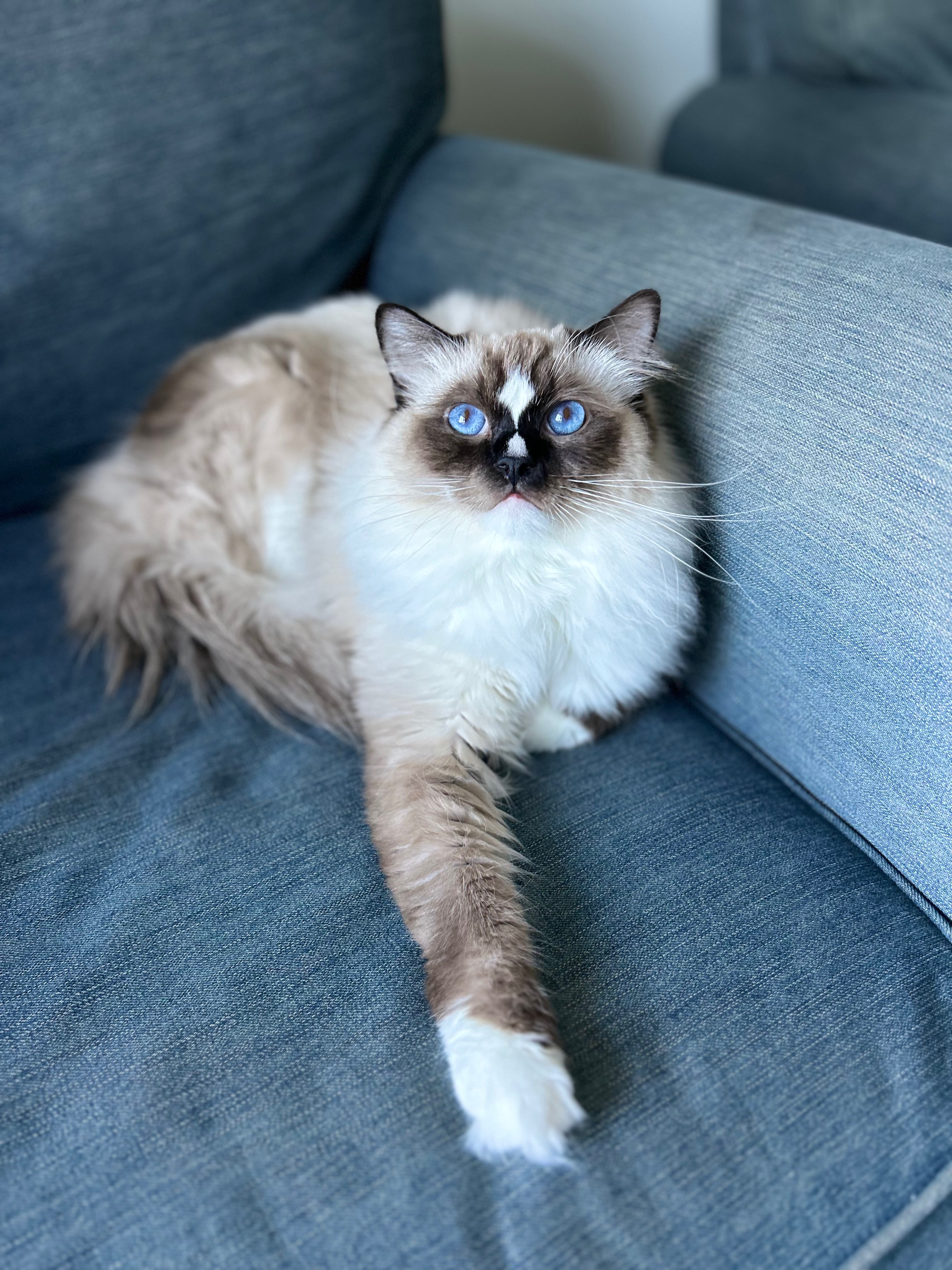 Blaze, Seal Mitted ragdoll